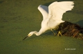 Florida;Southeast-USA;Snowy-Egret;Egretta-thula;One;one-animal;avifauna;bird;bir